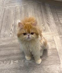 猫カフェモカ　アルシェ大宮店に投稿された画像（2025/11/18）