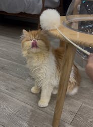 猫カフェモカ　アルシェ大宮店に投稿された画像（2025/11/18）