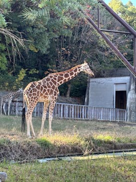 名古屋市東山動植物園に投稿された画像（2025/11/18）