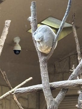 名古屋市東山動植物園に投稿された画像（2025/11/18）