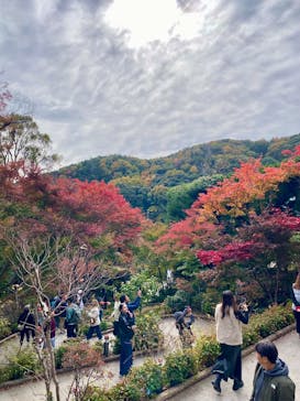 勝尾寺に投稿された画像（2025/11/18）