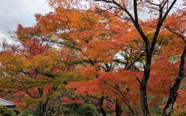 博物館 明治村に投稿された画像（2025/11/19）