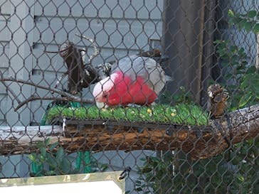 天王寺動物園に投稿された画像（2025/11/19）