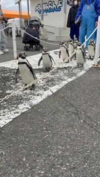 越前松島水族館に投稿された画像（2025/11/19）