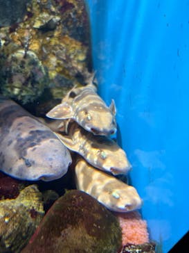 仙台うみの杜水族館に投稿された画像（2025/11/19）