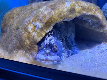 仙台うみの杜水族館に投稿された画像（2025/11/19）