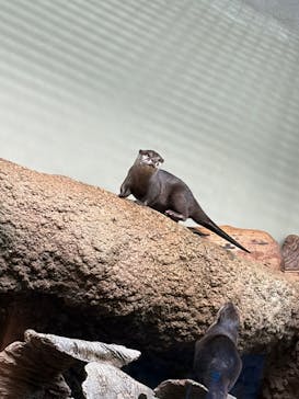 仙台うみの杜水族館に投稿された画像（2025/11/19）