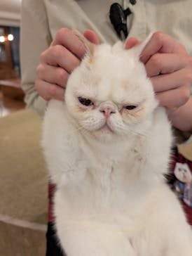 猫カフェモカ　池袋東口店に投稿された画像（2025/11/19）