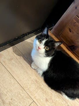 猫カフェモカ　池袋東口店に投稿された画像（2025/11/19）