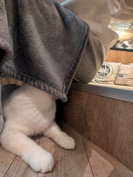 猫カフェモカ　池袋東口店に投稿された画像（2025/11/19）