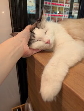 猫カフェモカ　池袋東口店に投稿された画像（2025/11/19）