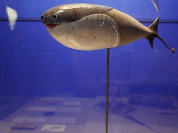 特別展「大絶滅展―生命史のビッグファイブ」に投稿された画像（2025/11/19）