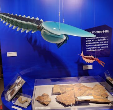 特別展「大絶滅展―生命史のビッグファイブ」に投稿された画像（2025/11/19）