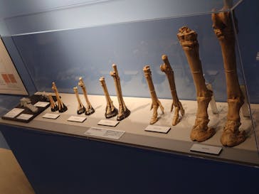 特別展「大絶滅展―生命史のビッグファイブ」に投稿された画像（2025/11/19）