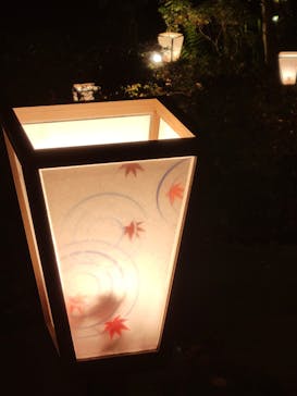 国営昭和記念公園 秋の夜散歩に投稿された画像（2025/11/19）