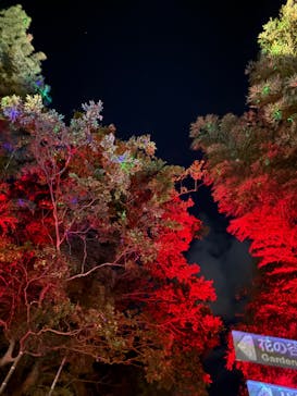 ニジゲンノモリに投稿された画像（2025/11/19）