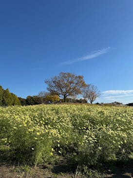 万博記念公園に投稿された画像（2025/11/19）