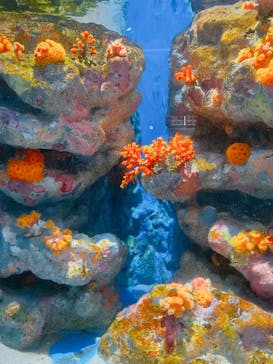 伊豆・三津シーパラダイスに投稿された画像（2025/11/19）