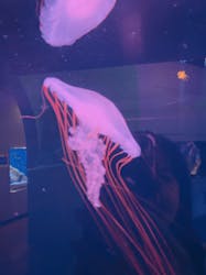 伊豆・三津シーパラダイスに投稿された画像（2025/11/19）