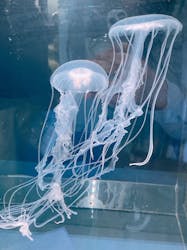 伊豆・三津シーパラダイスに投稿された画像（2025/11/19）