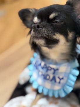 いぬカフェRio 浅草店に投稿された画像（2025/11/19）