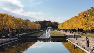 国営昭和記念公園 秋の夜散歩に投稿された画像（2025/11/19）