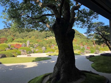 足立美術館に投稿された画像（2025/11/19）