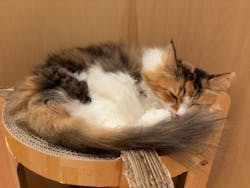 Cat Café MOFF 名古屋PARCO店に投稿された画像（2025/11/19）