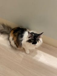 Cat Café MOFF 名古屋PARCO店に投稿された画像（2025/11/19）