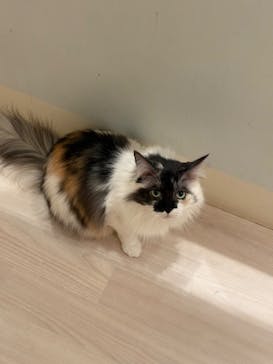 Cat Café MOFF 名古屋PARCO店に投稿された画像（2025/11/19）