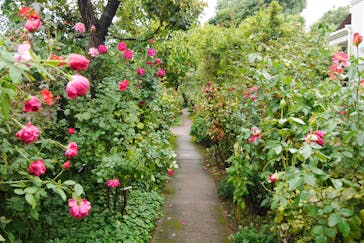 横浜イングリッシュガーデンに投稿された画像（2025/11/19）