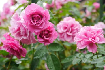 横浜イングリッシュガーデンに投稿された画像（2025/11/19）