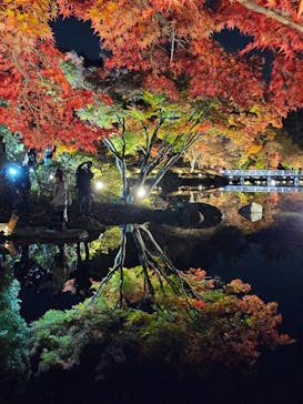 国営昭和記念公園 秋の夜散歩に投稿された画像（2025/11/19）