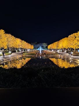 国営昭和記念公園 秋の夜散歩に投稿された画像（2025/11/19）