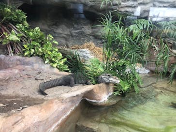 恩賜上野動物園に投稿された画像（2025/11/19）