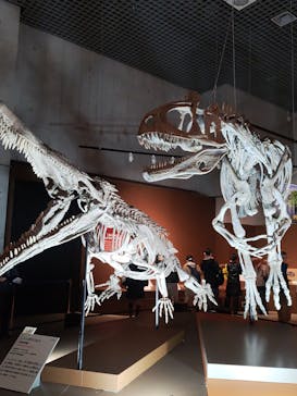 特別展「大絶滅展―生命史のビッグファイブ」に投稿された画像（2025/11/19）