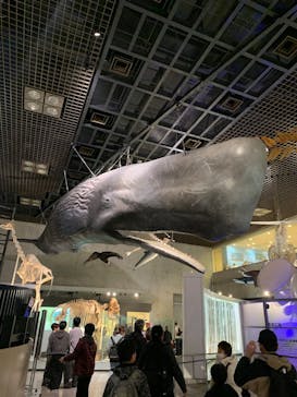 国立科学博物館に投稿された画像（2025/11/20）