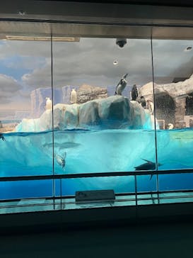 名古屋港水族館に投稿された画像（2025/11/20）