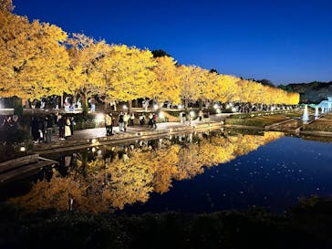 国営昭和記念公園 秋の夜散歩に投稿された画像（2025/11/20）