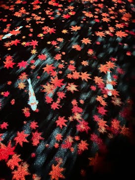 国営昭和記念公園 秋の夜散歩に投稿された画像（2025/11/20）