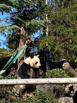 恩賜上野動物園に投稿された画像（2025/11/20）