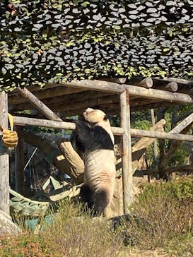 恩賜上野動物園に投稿された画像（2025/11/20）
