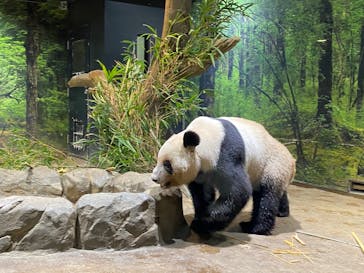 恩賜上野動物園に投稿された画像（2025/11/20）