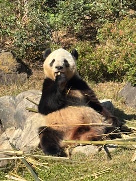 恩賜上野動物園に投稿された画像（2025/11/20）