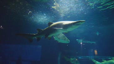 アクアワールド茨城県大洗水族館に投稿された画像（2025/11/20）