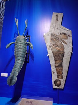 特別展「大絶滅展―生命史のビッグファイブ」に投稿された画像（2025/11/20）