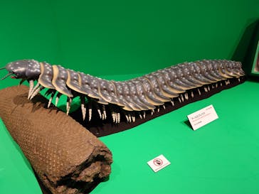 特別展「大絶滅展―生命史のビッグファイブ」に投稿された画像（2025/11/20）