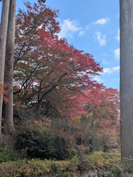 勝尾寺に投稿された画像（2025/11/20）