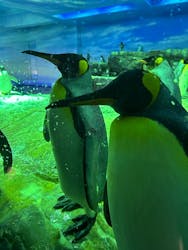 島根県立 しまね海洋館に投稿された画像（2025/11/20）