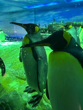 島根県立 しまね海洋館に投稿された画像（2025/11/20）